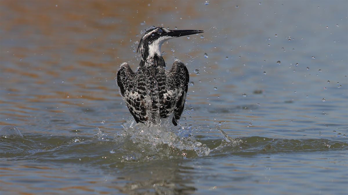 Pied Kingfisher
