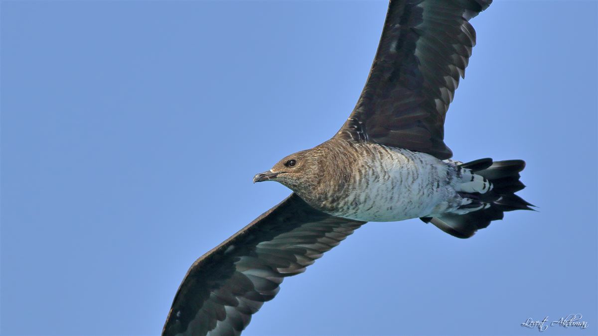 Parasitic Jaeger