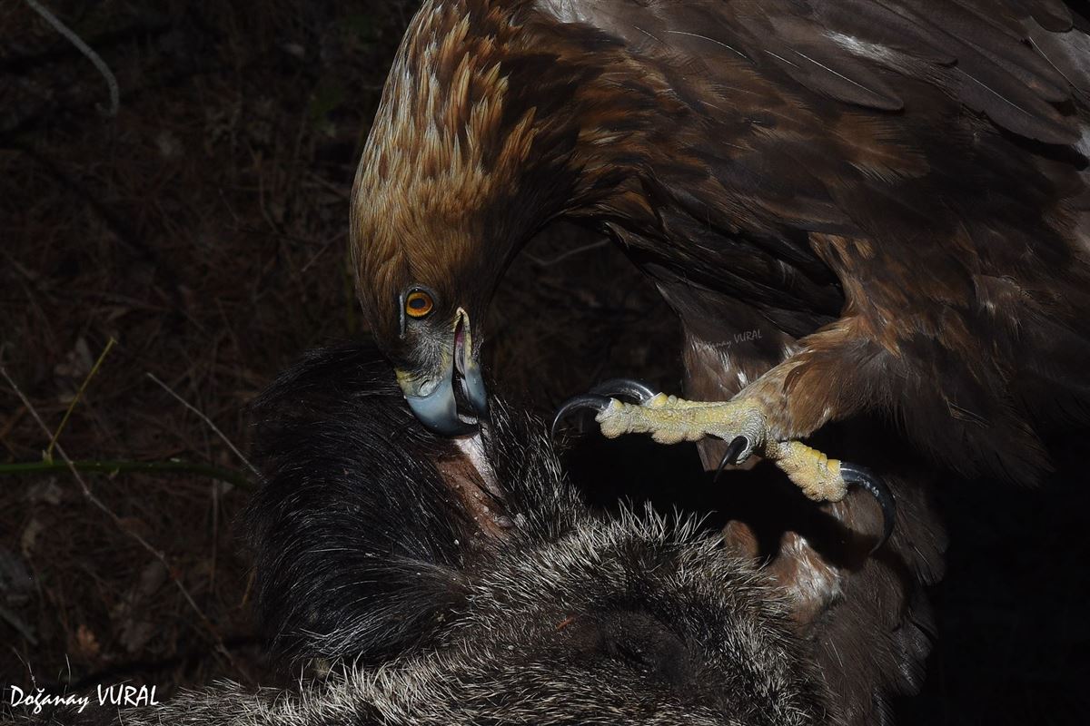 Golden Eagle