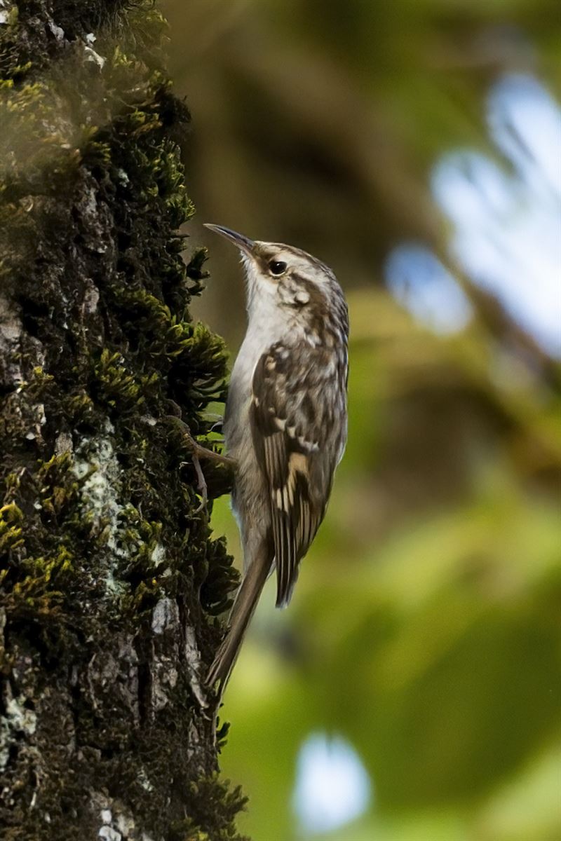 Short-toed Treecreeper