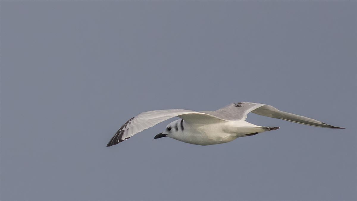 Black-legged Kittiwake