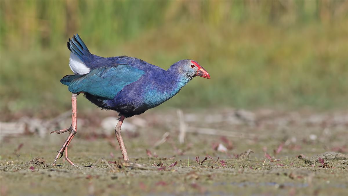Grey-headed Swamphen