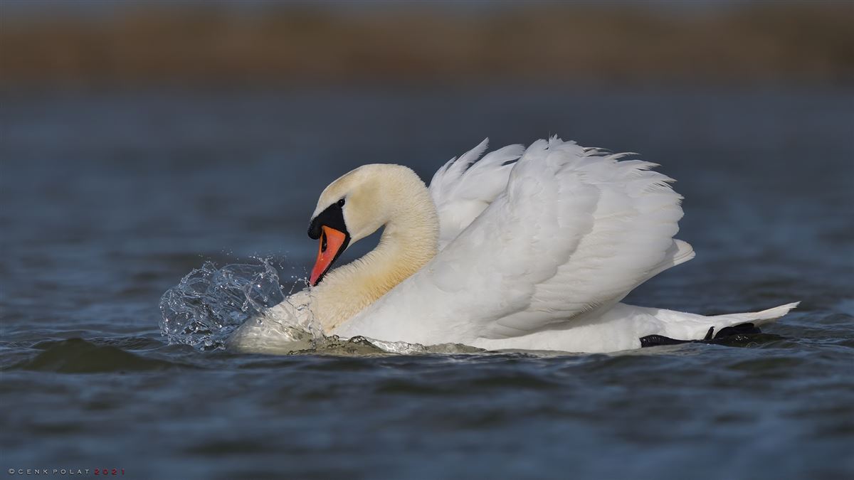 Mute Swan