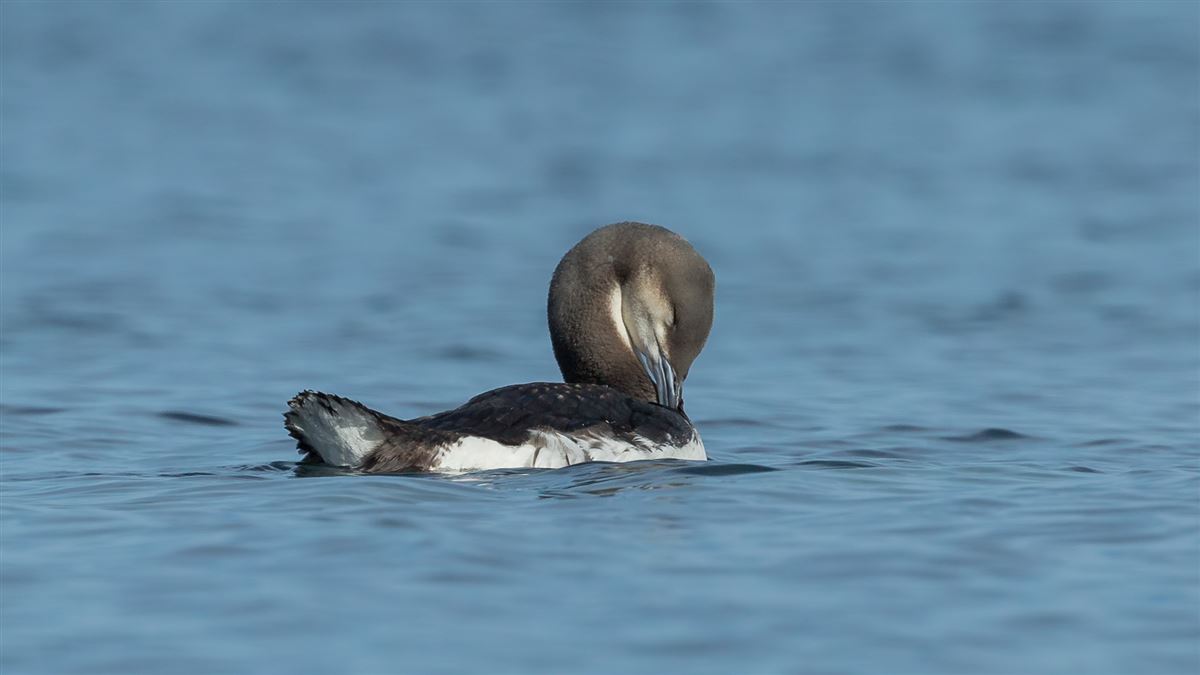 Black-throated Loon