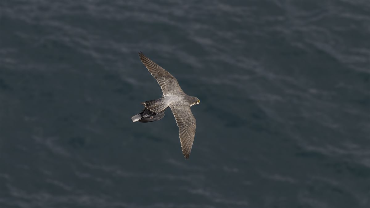 Peregrine Falcon