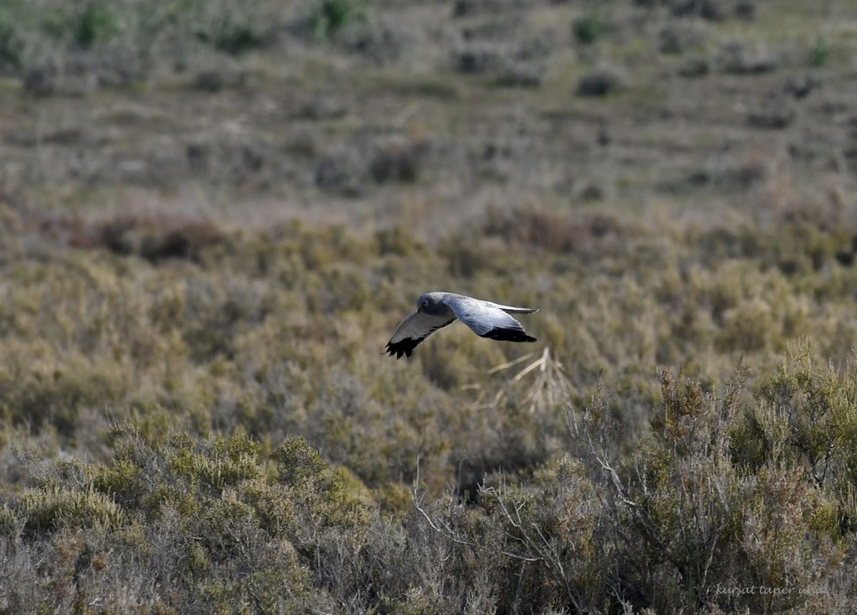 Hen Harrier