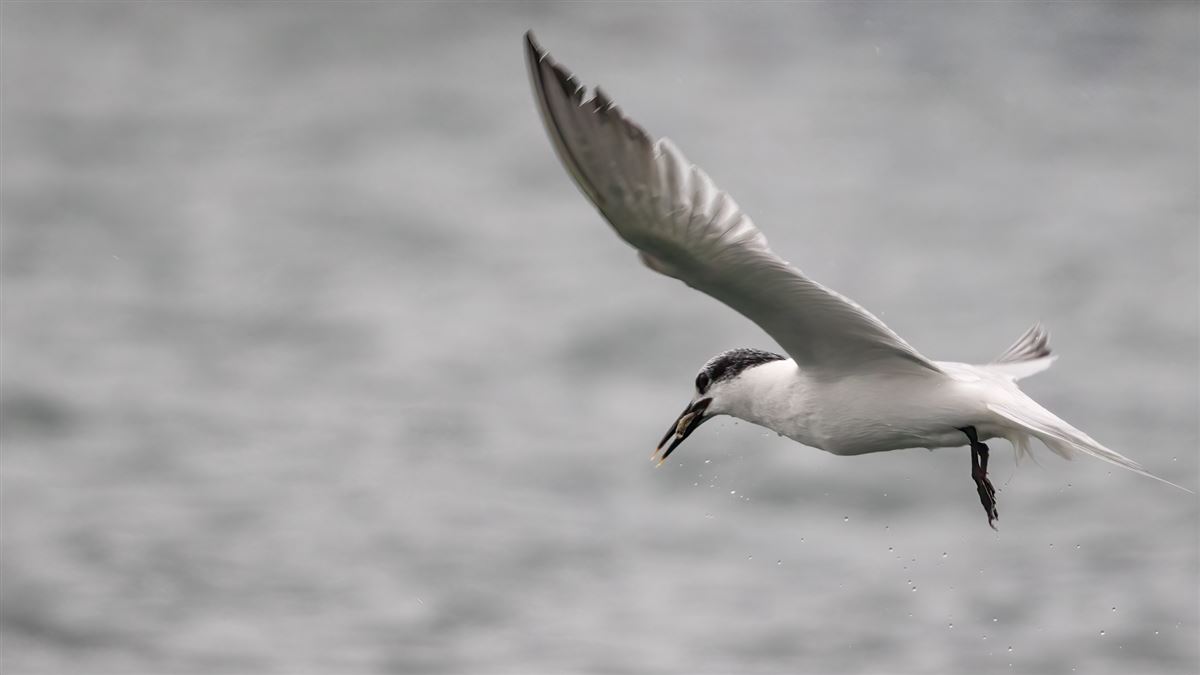 Sandwich Tern