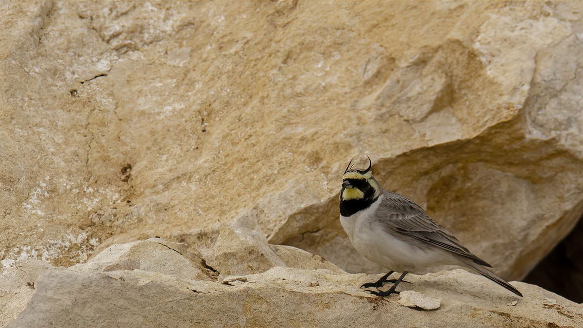 Horned Lark