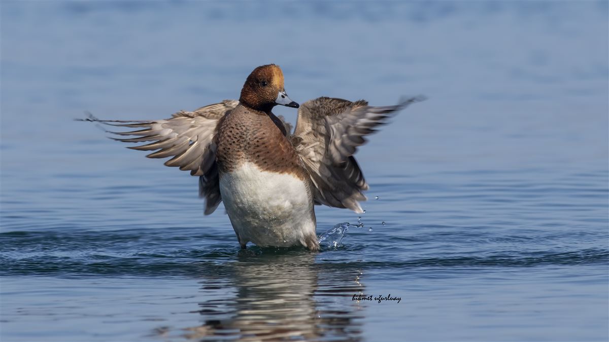 Eurasian Wigeon