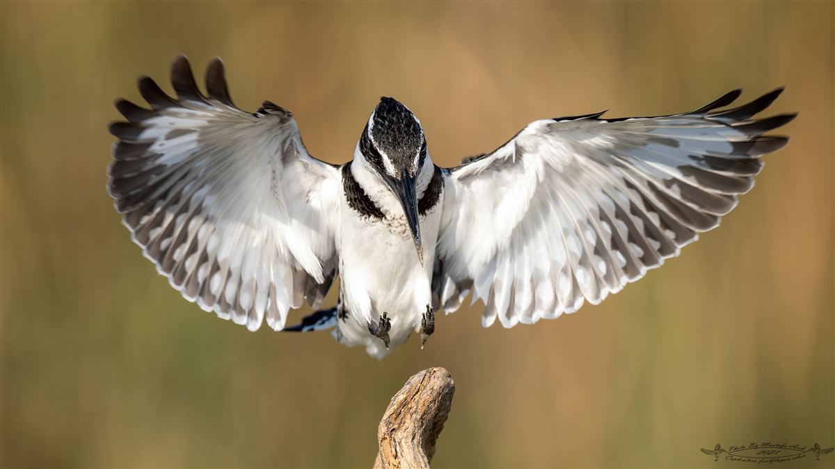 Pied Kingfisher