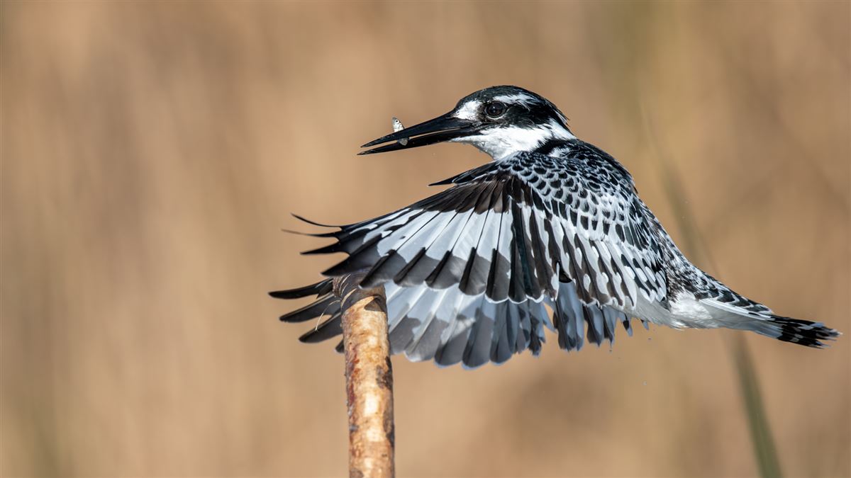 Pied Kingfisher