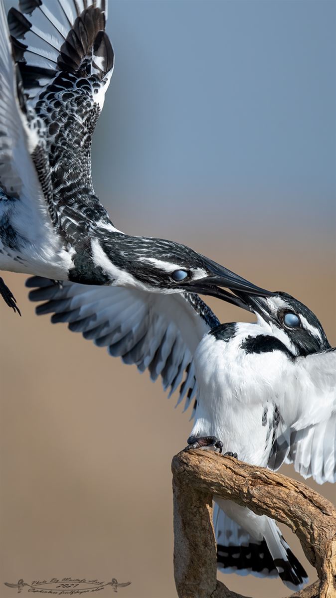 Pied Kingfisher