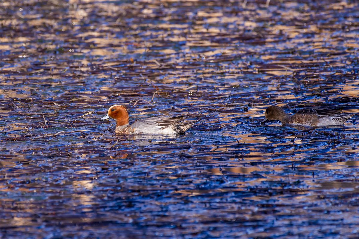 Eurasian Wigeon