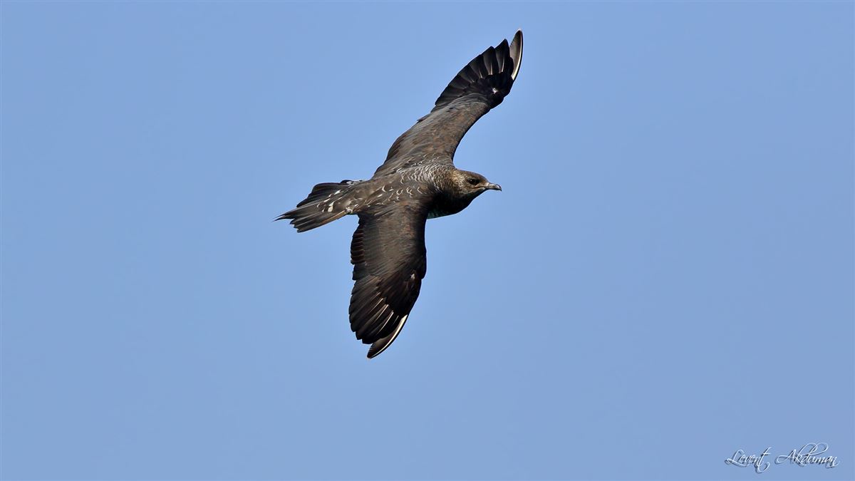 Parasitic Jaeger