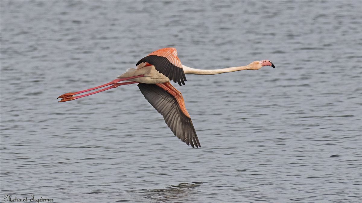 Greater Flamingo