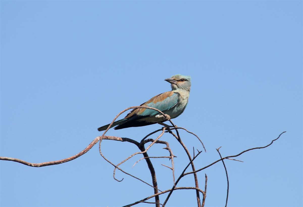 European Roller