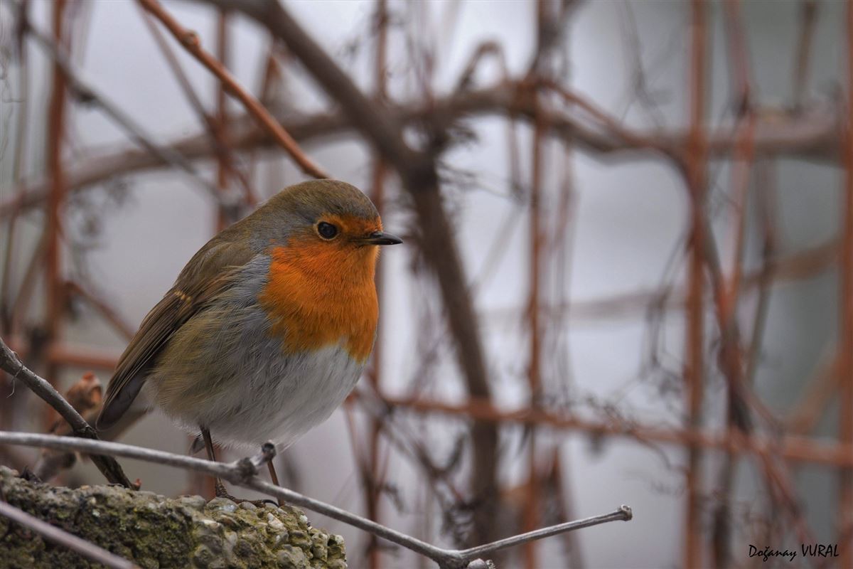 European Robin