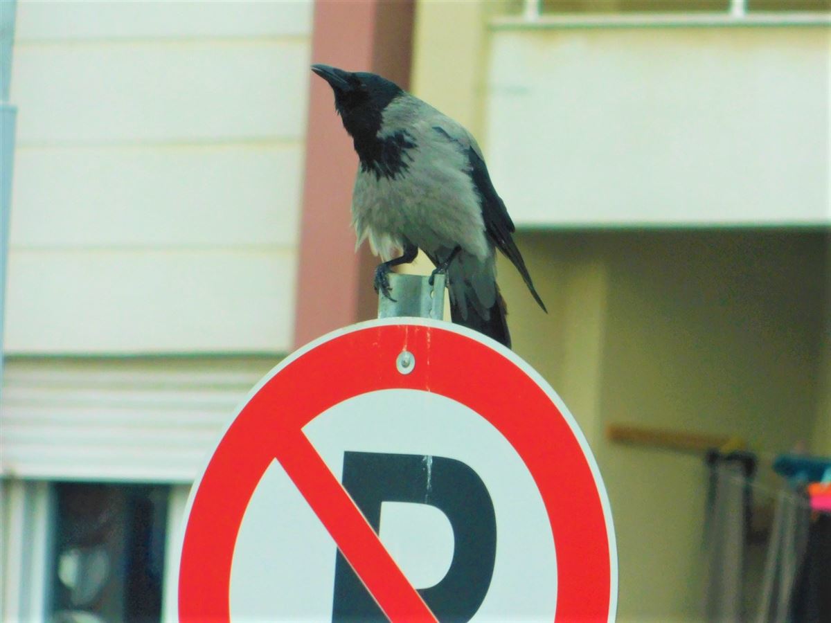 Hooded Crow