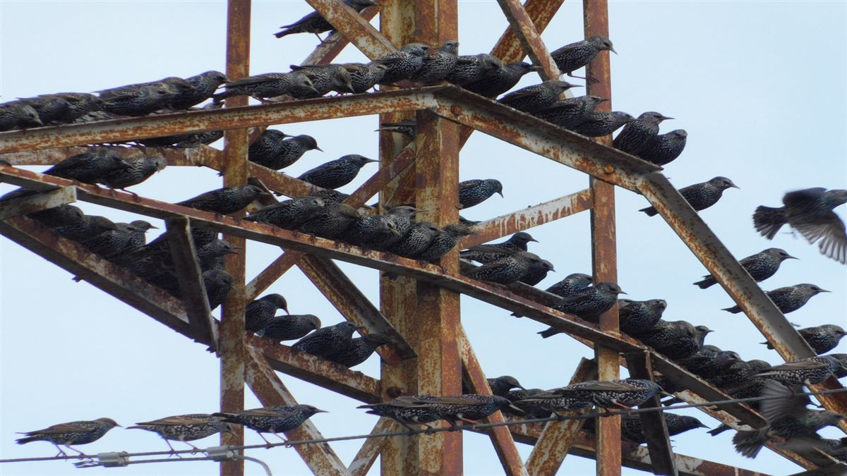 Common Starling