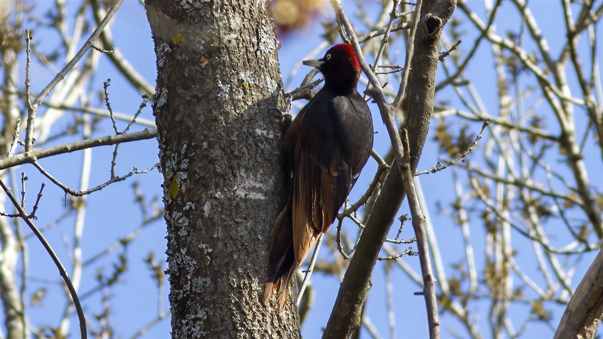 Black Woodpecker