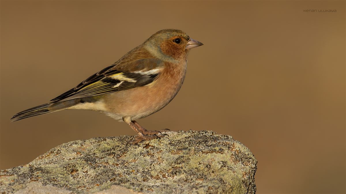 Common Chaffinch
