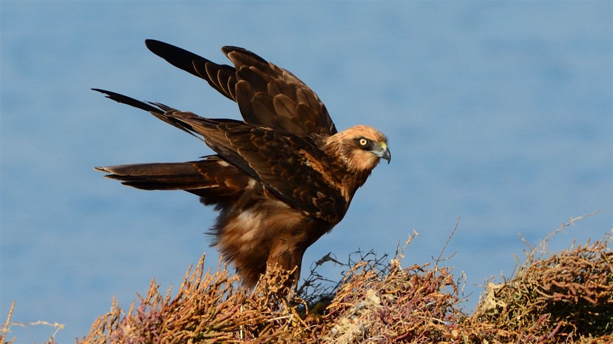 Western Marsh Harrier