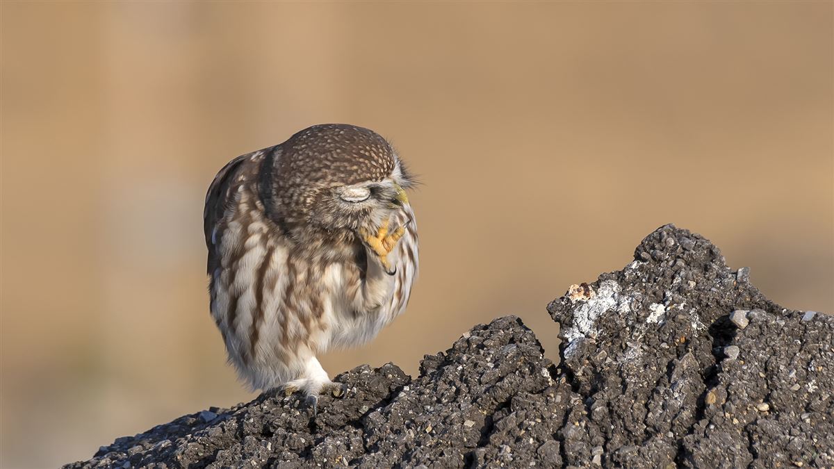 Little Owl