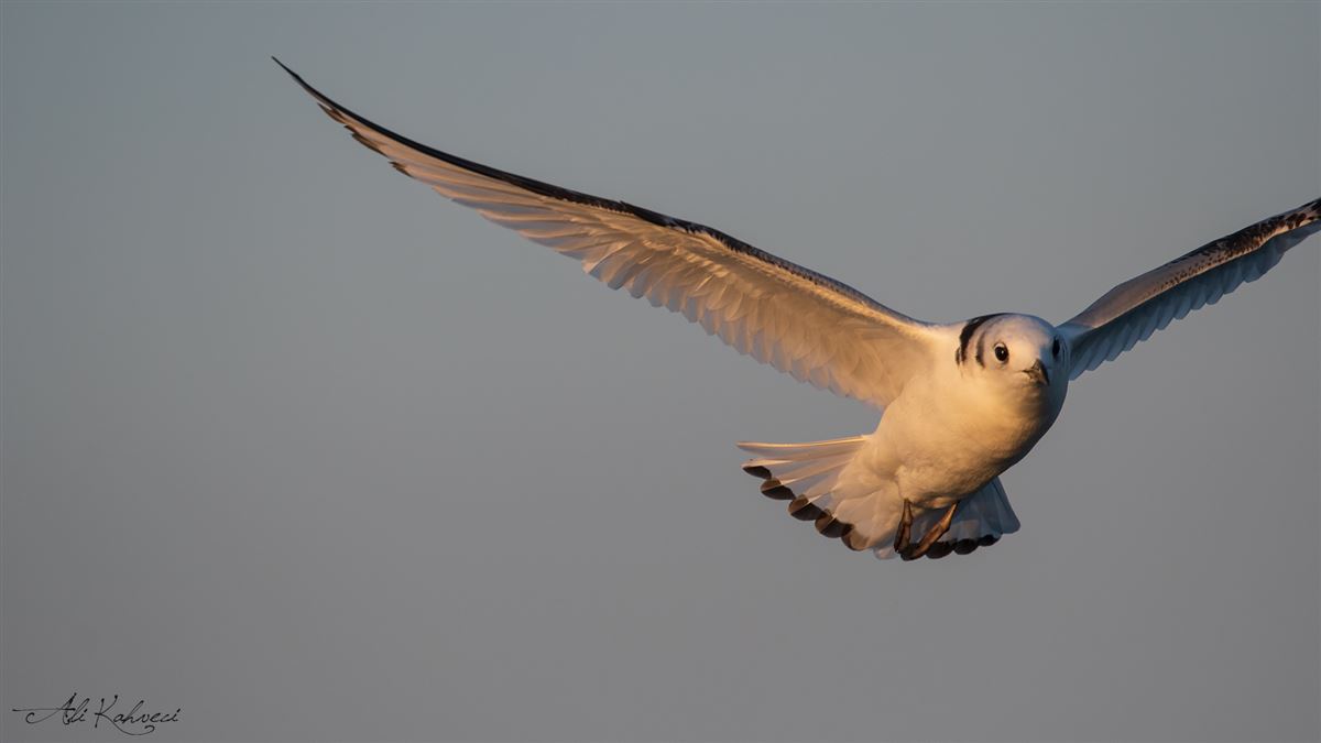 Black-legged Kittiwake