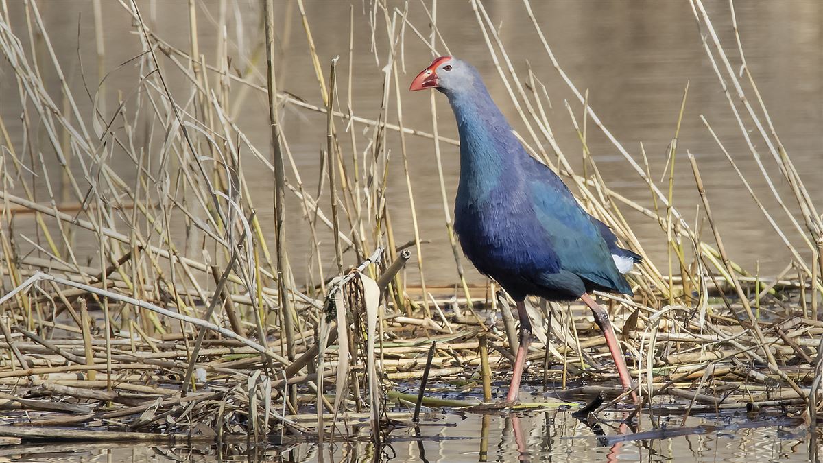 Grey-headed Swamphen