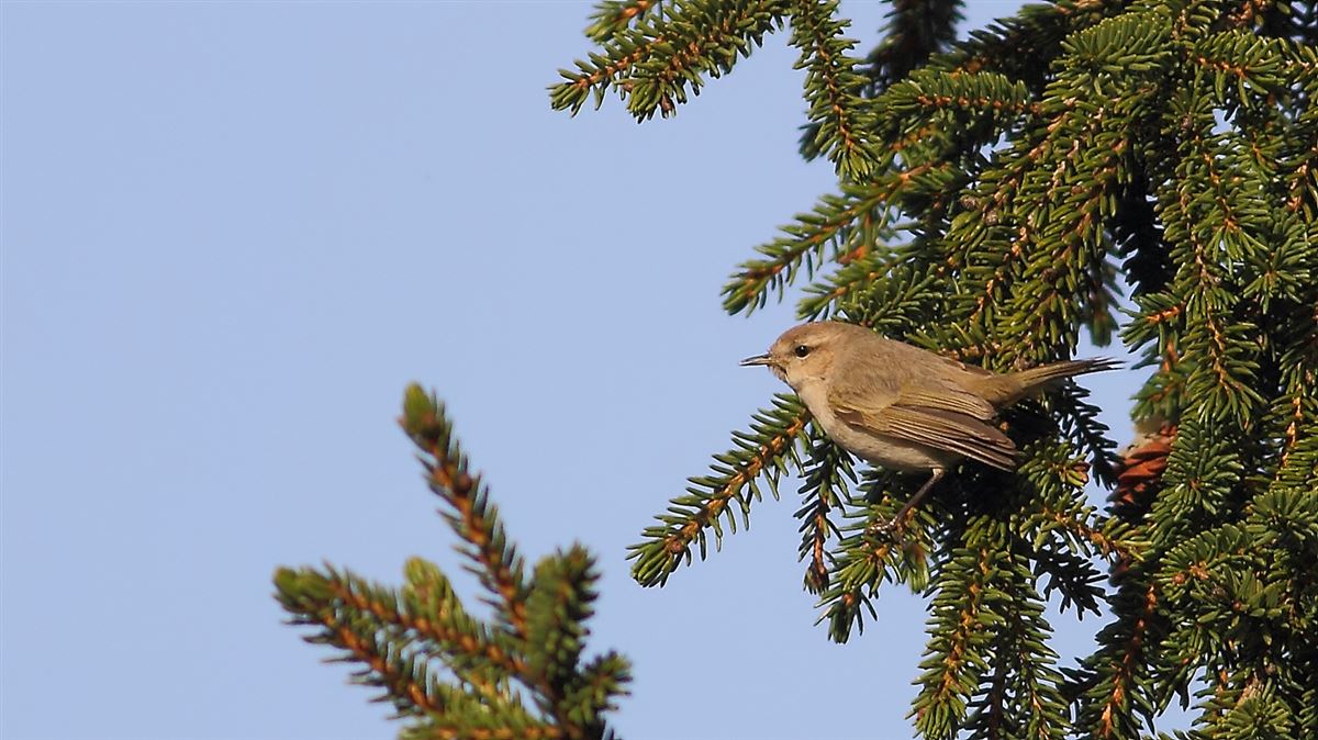 Common Chiffchaff
