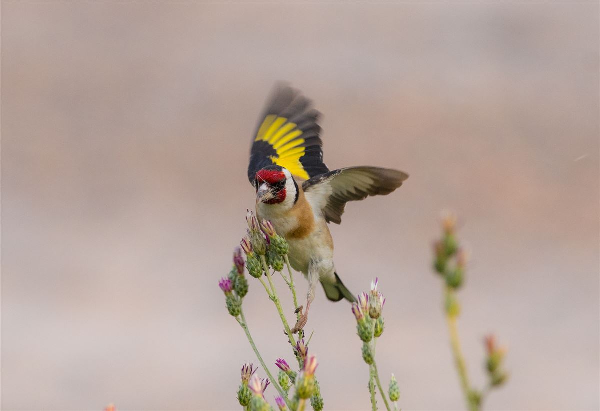 European Goldfinch