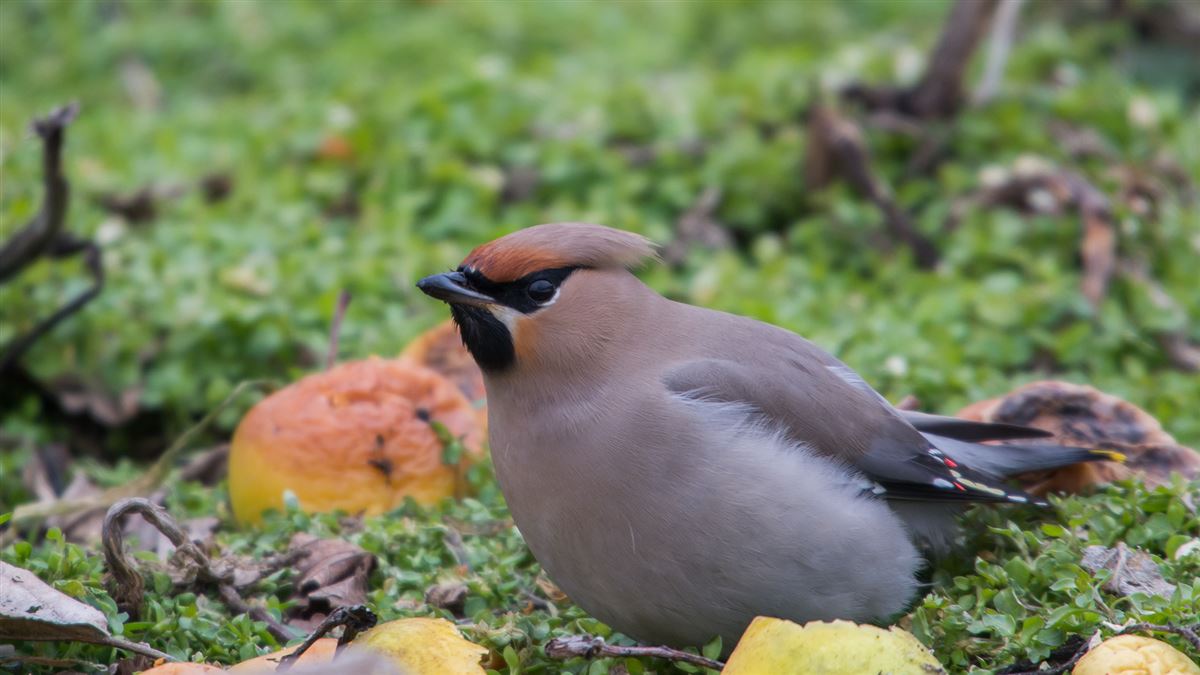 Bohemian Waxwing