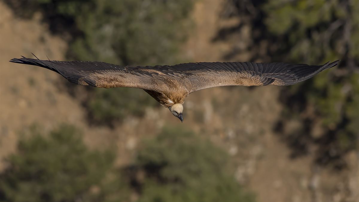 Griffon Vulture