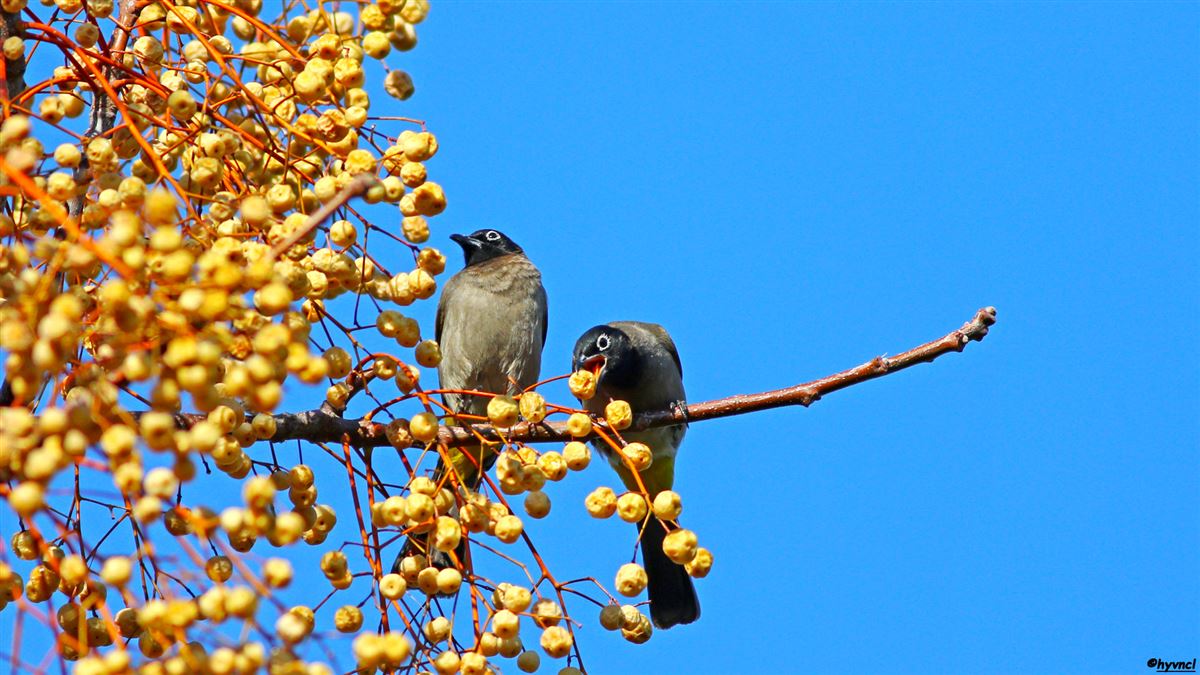 White-spectacled Bulbul