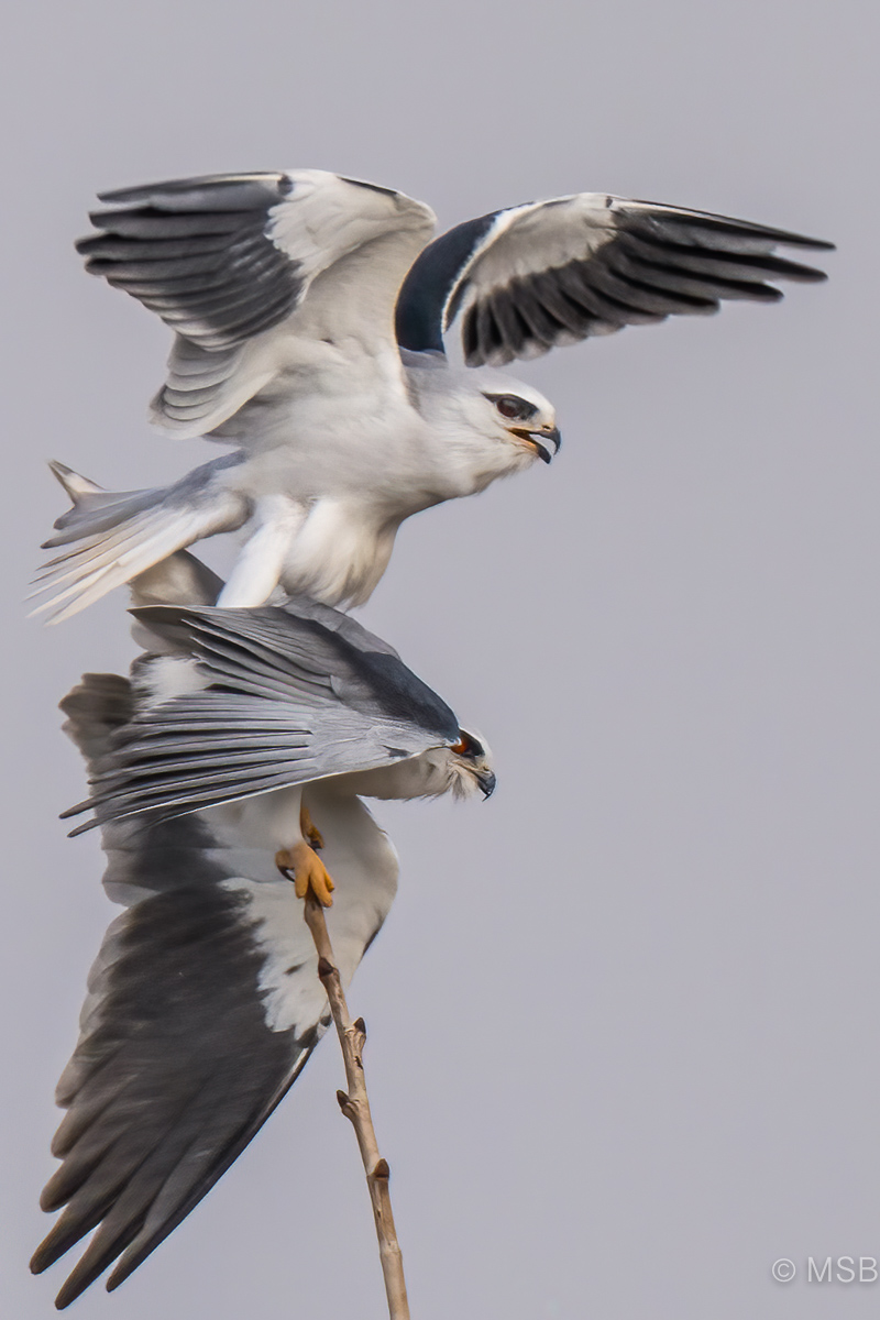 Black-winged Kite