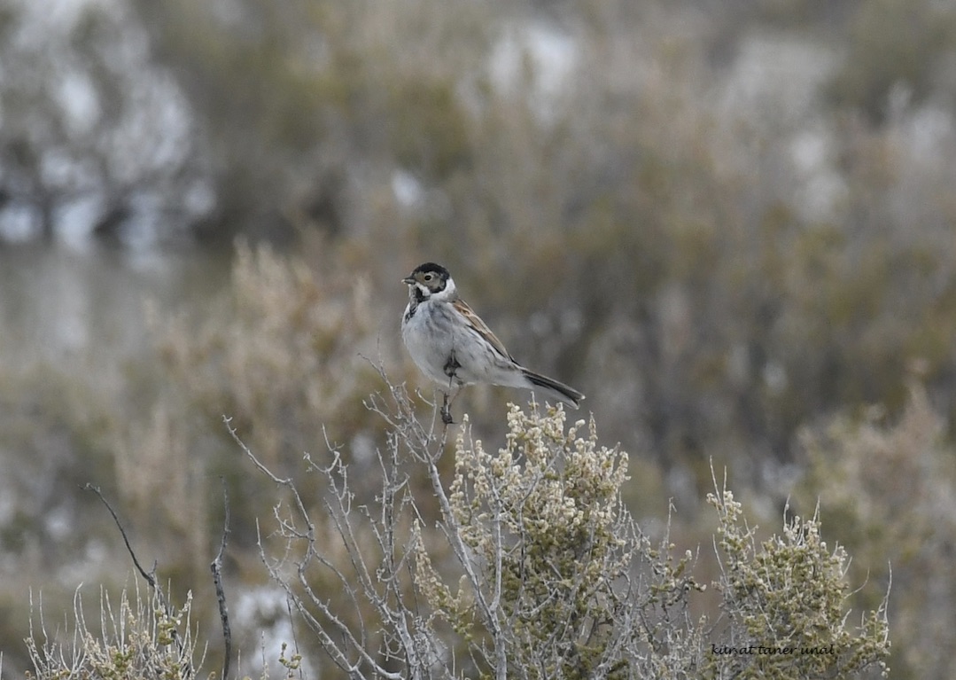 Common Reed Bunting