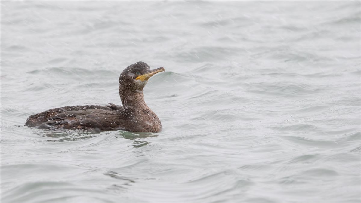 European Shag