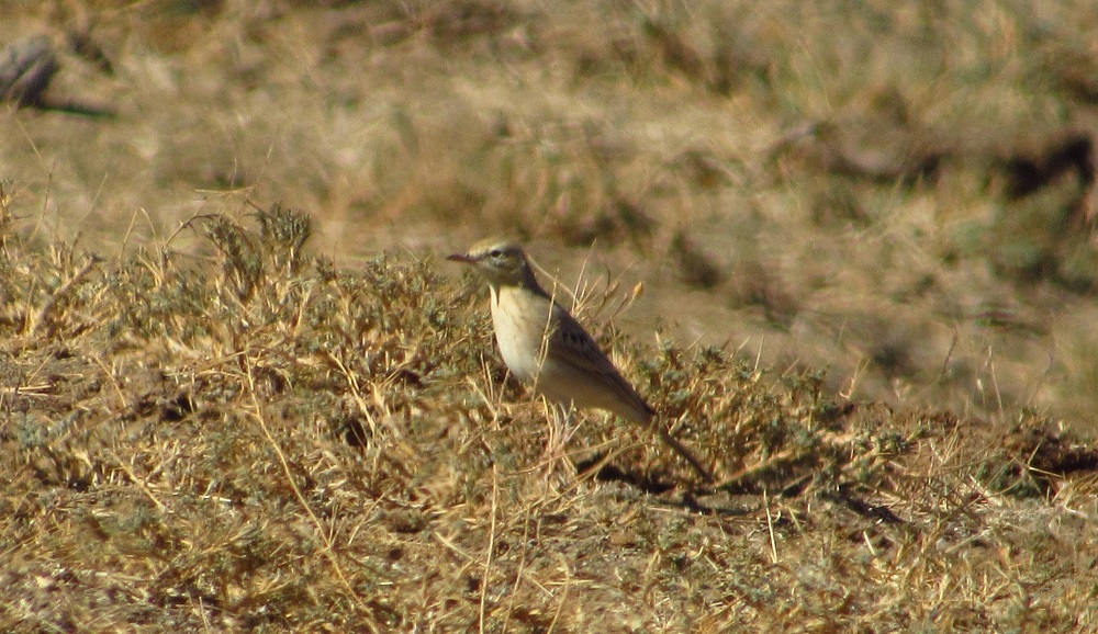Tawny Pipit
