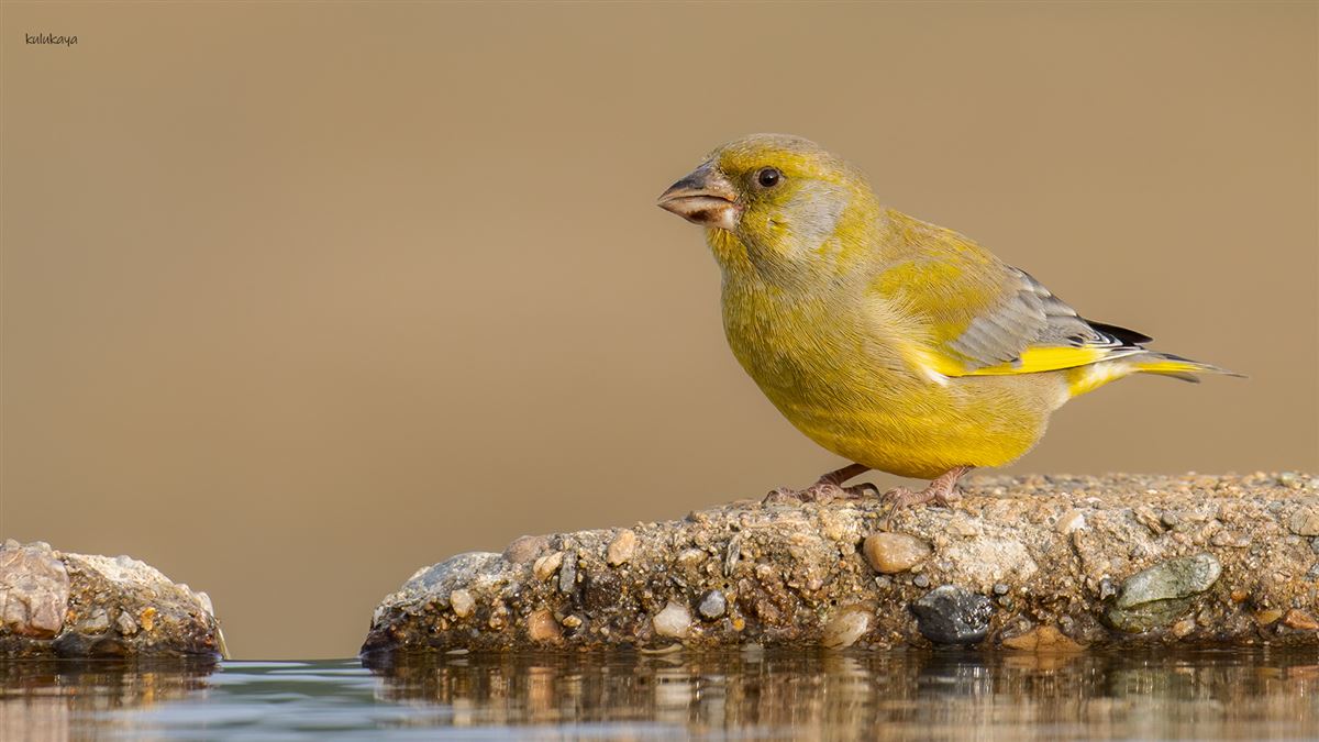 European Greenfinch