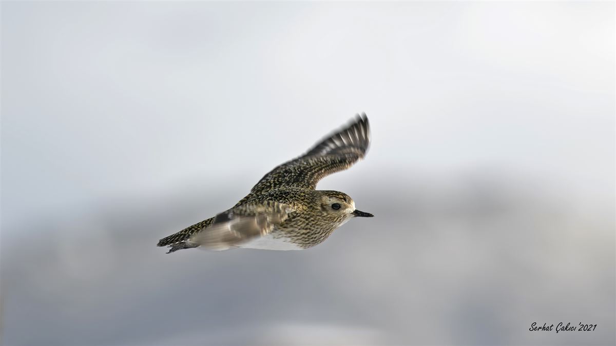 European Golden Plover