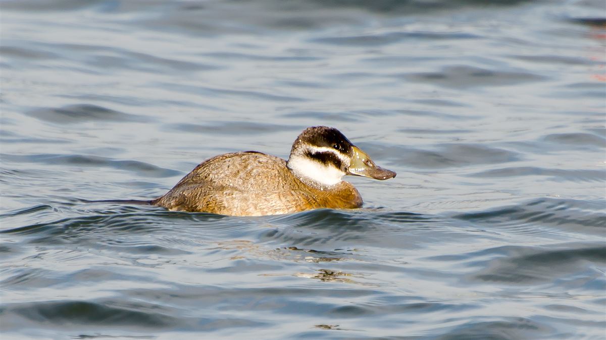 White-headed Duck