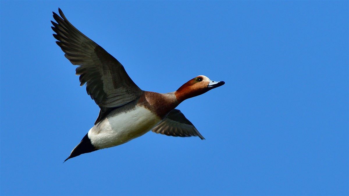 Eurasian Wigeon