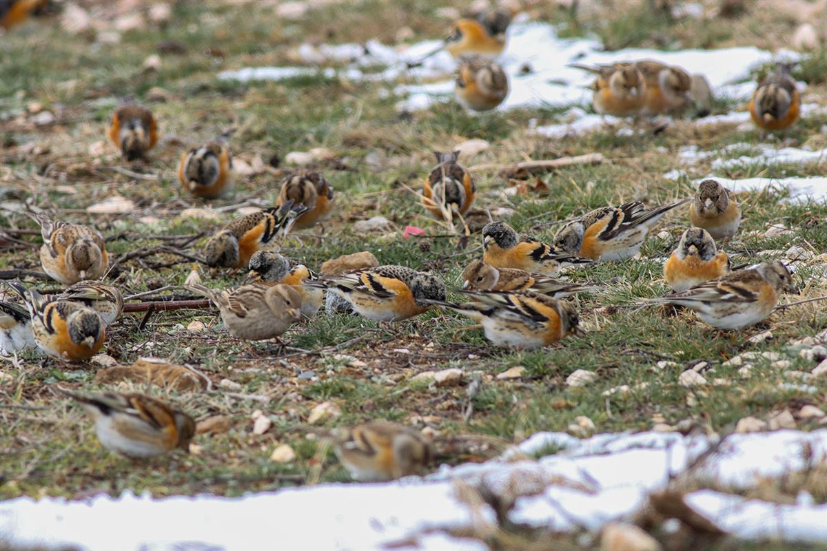 Brambling