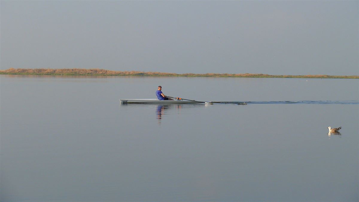 Gümüş Martı