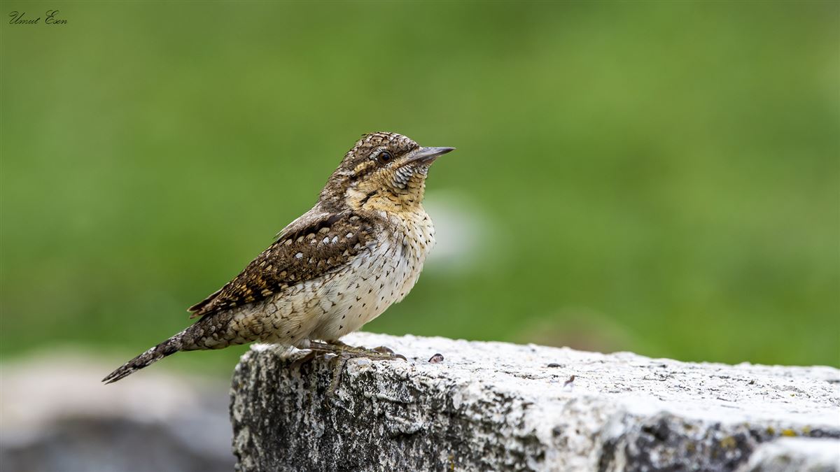 Eurasian Wryneck