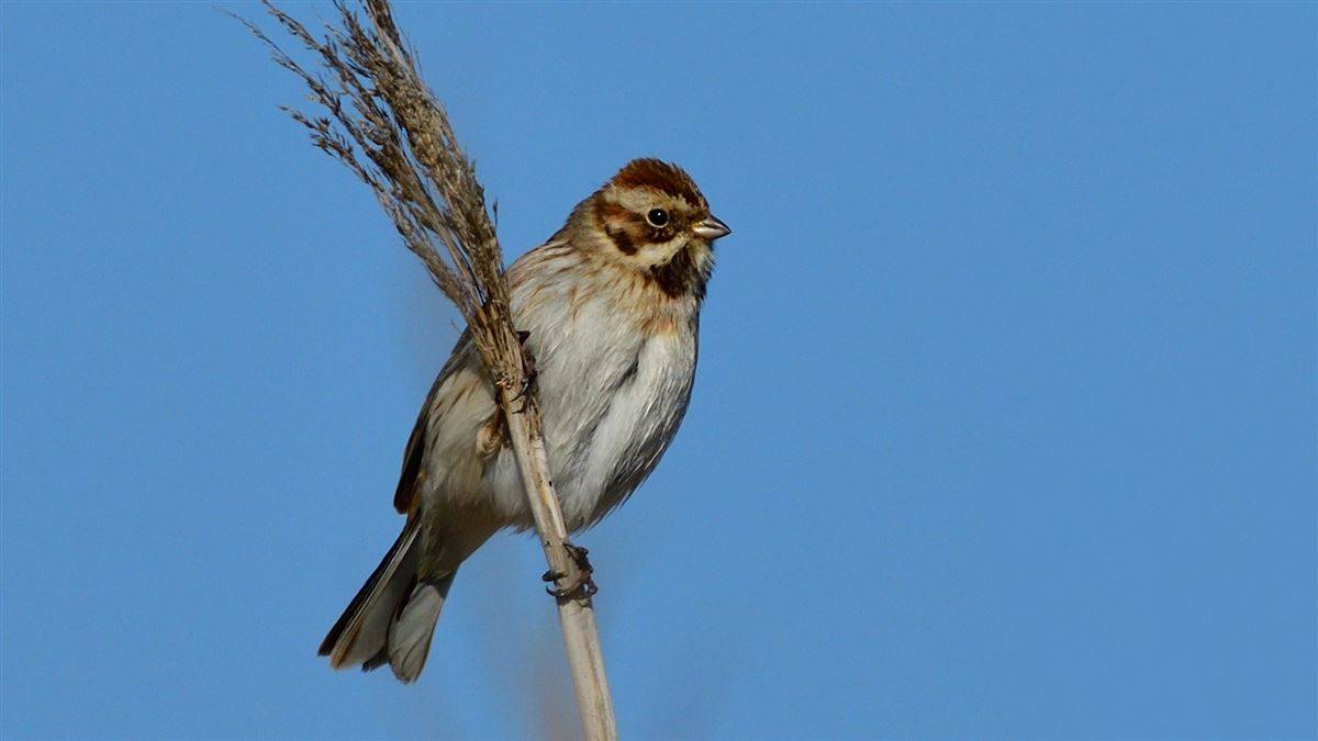 Common Reed Bunting