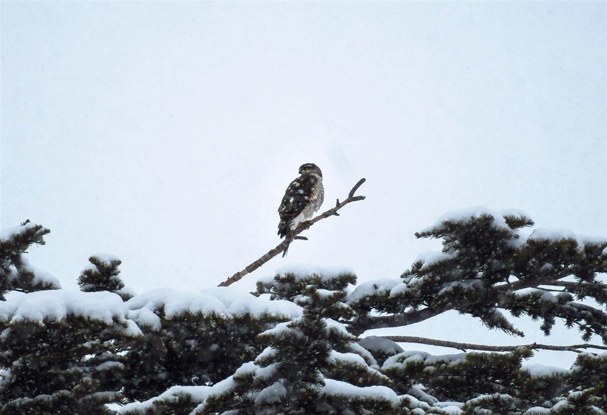 Eurasian Sparrowhawk