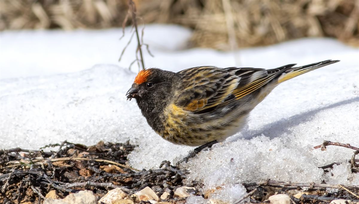 Red-fronted Serin