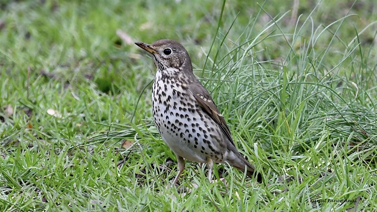 Song Thrush