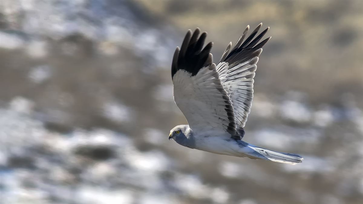 Hen Harrier
